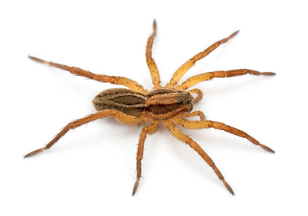 istock Spider, Pirata piraticus, in front of white background 524374918