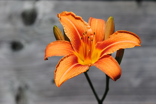 Single Full Bloom Orange Day Lily against muted wood background