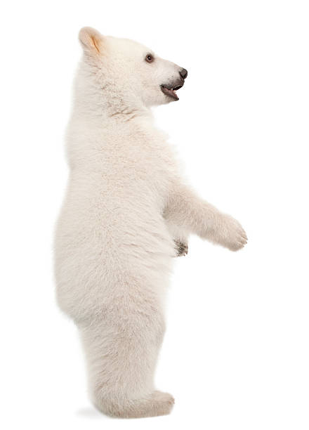 istock Polar bear cub, Ursus maritimus standing on hind legs 524375352