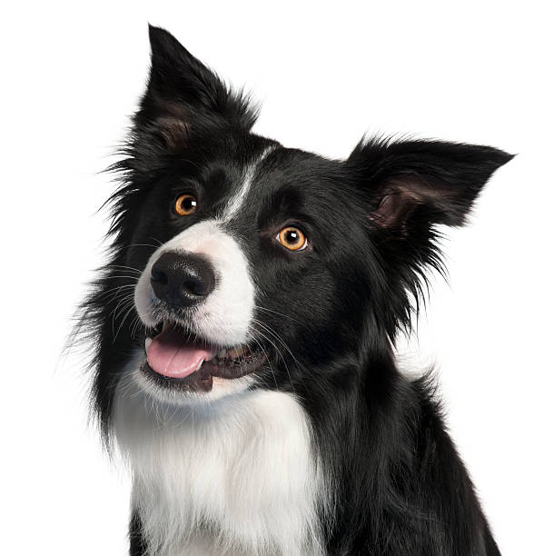 Close-up of Border Collie, 4 years old, Close-up of Border Collie, 4 years old, in front of white background collie stock pictures, royalty-free photos & images