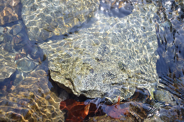 istock the bottom of a clear stream 524375668