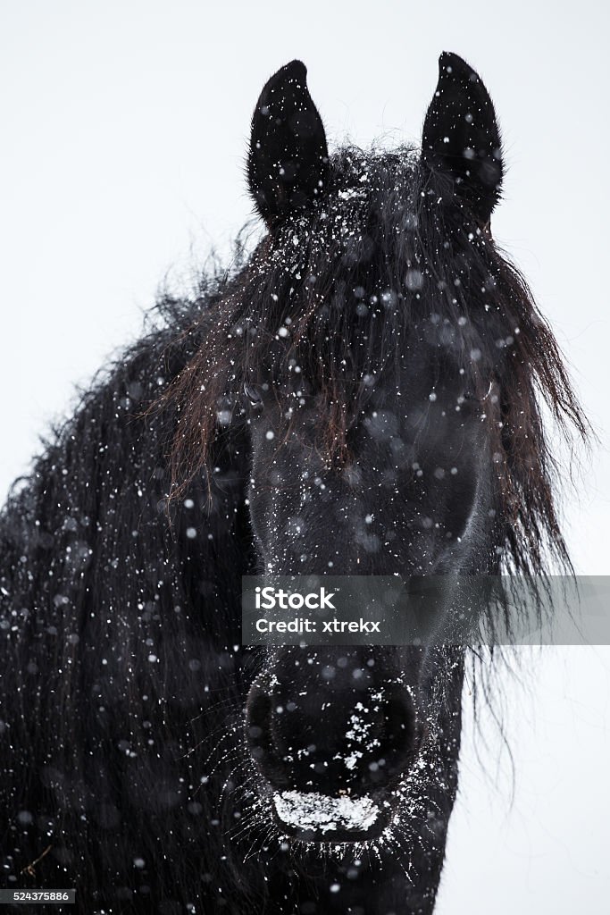 Friesian horse and snowfall Horse Stock Photo