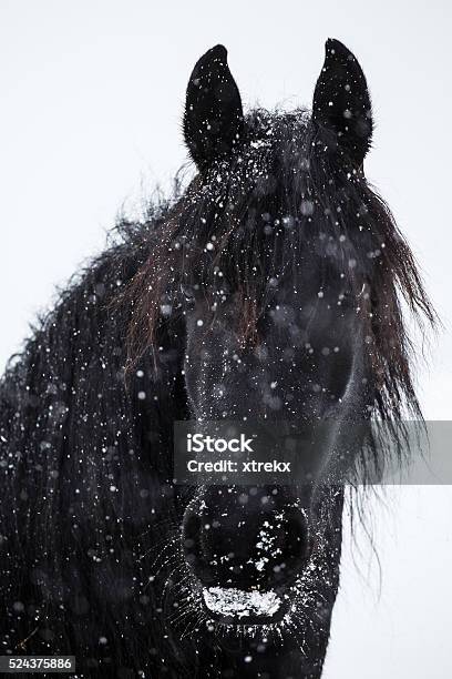 Friesian Horse And Snowfall Stock Photo - Download Image Now - Horse, Nose, Snow