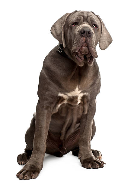 Neapolitan Mastiff puppy, 6 months old, sitting Neapolitan Mastiff puppy, 6 months old, sitting in front of white background mastiff stock pictures, royalty-free photos & images