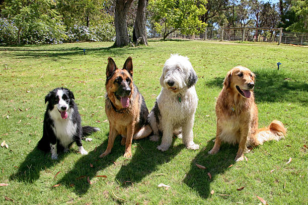 istock Four Dogs In A Garden 524376230