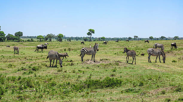 istock zebra in Masai Mara National Park. 524376402