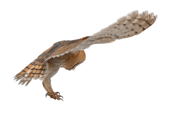 istock Barn Owl, Tyto alba, 4 months old, flying 524376568