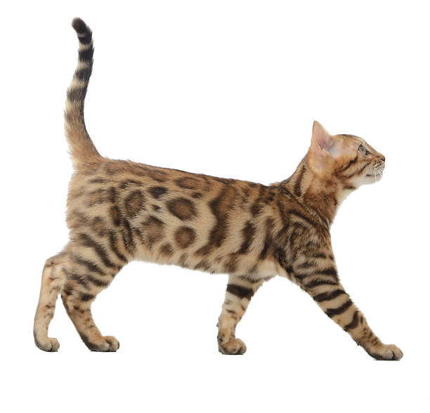 lato vista di un gatto del bengala un piedi - kitten domestic cat isolated tabby foto e immagini stock