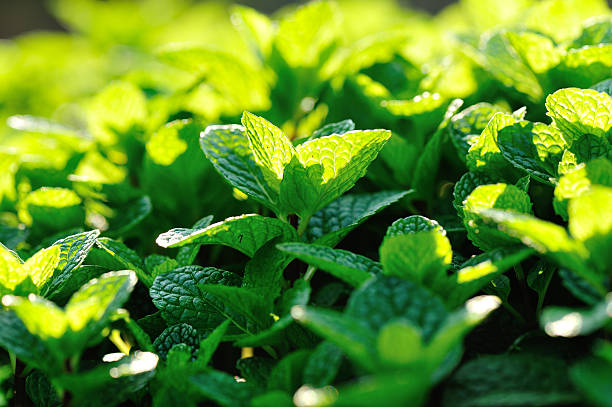 istock mint plant grow at vegetable garden 524377728