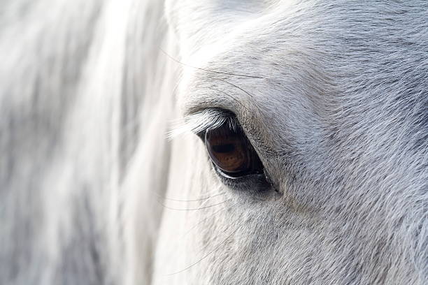 istock Eye of a horse 524378272