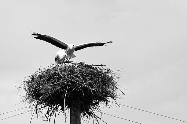 istock Beautiful storks on nest, black and white photo 524378766