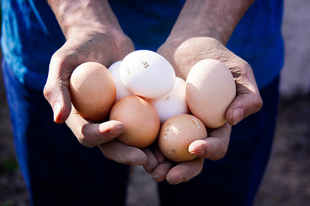 contadino con uova fresche - agriculture brown burlap cholesterol foto e immagini stock