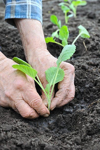 istock senior woman planting cabbage seedling 524380452