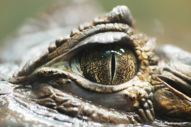 istock very close up pupil alligator 524381176