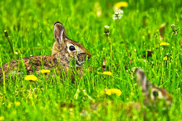 istock Two Eastern cottontail rabbits hiding in the tall grass 524381802