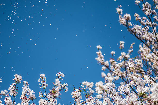 istock shower of cherry blossom 524383580
