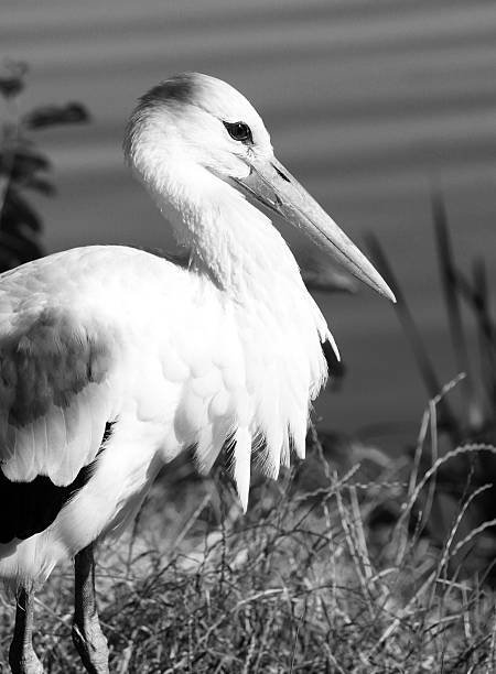 istock White stork close up, black and white photo 524384754