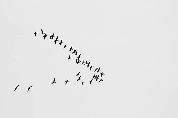 istock Black and white photo with flying birds 524385552