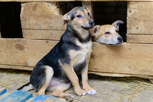 two homeless puppy in a shelter for dogs