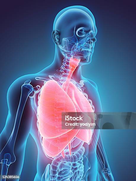 3d Illustration Of Respiratory System Stock Photo - Download Image Now - Nose, Throat, Biomedical Illustration