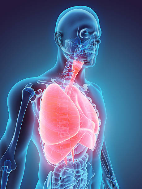 3 d ilustração de sistema respiratório. - nasal cavity - fotografias e filmes do acervo