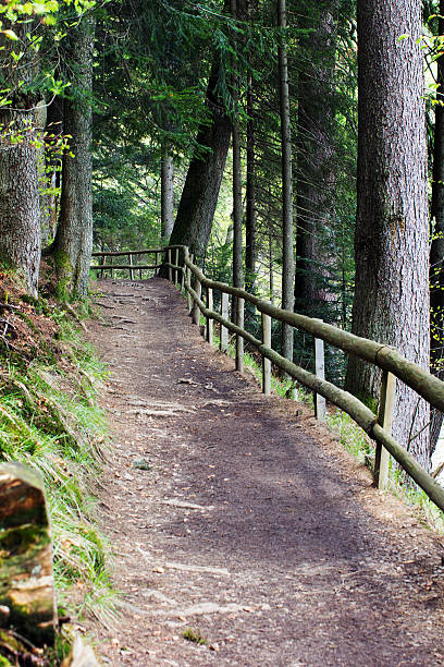 istock forest footpath enclosed by a wooden fence 524385740