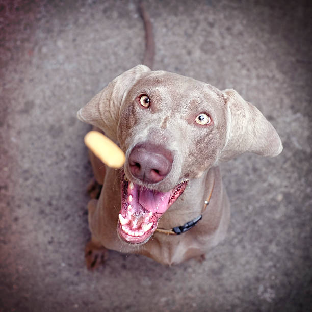Dog catch snack