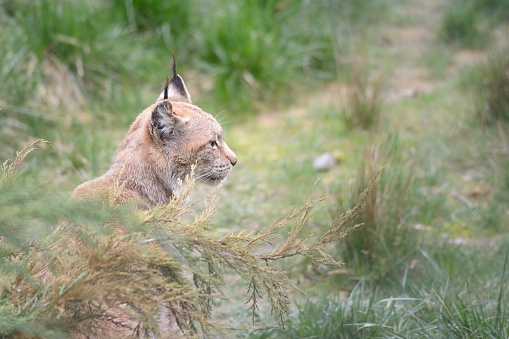 bobcat or lynx sitting in tall grass
