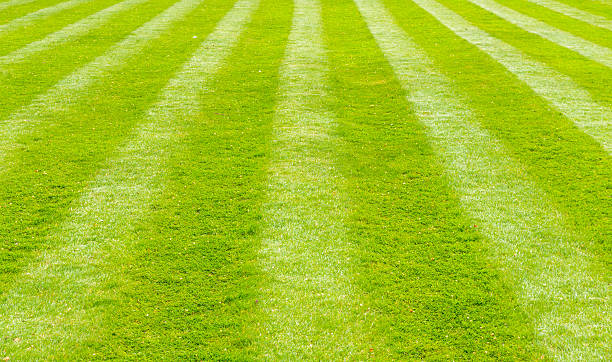 istock Perfectly striped freshly mowed garden lawn 524386072