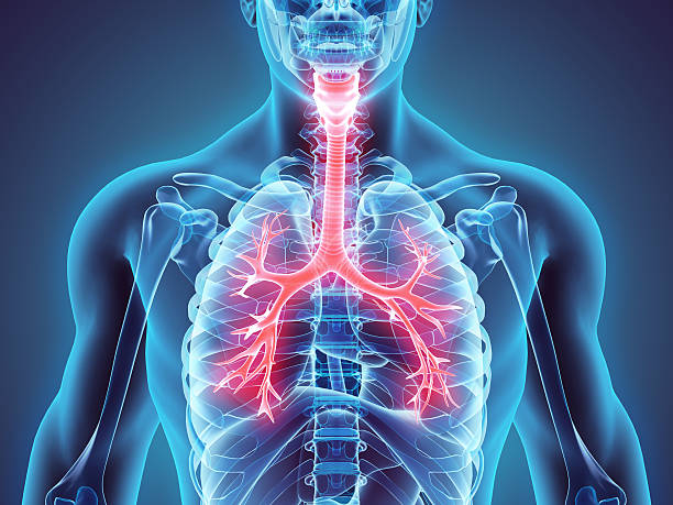 3 d illustrazione di laringe trachea bronco. - human lung foto e immagini stock