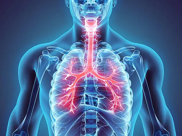 Photo of 3D illustration of Larynx Trachea Bronchi.