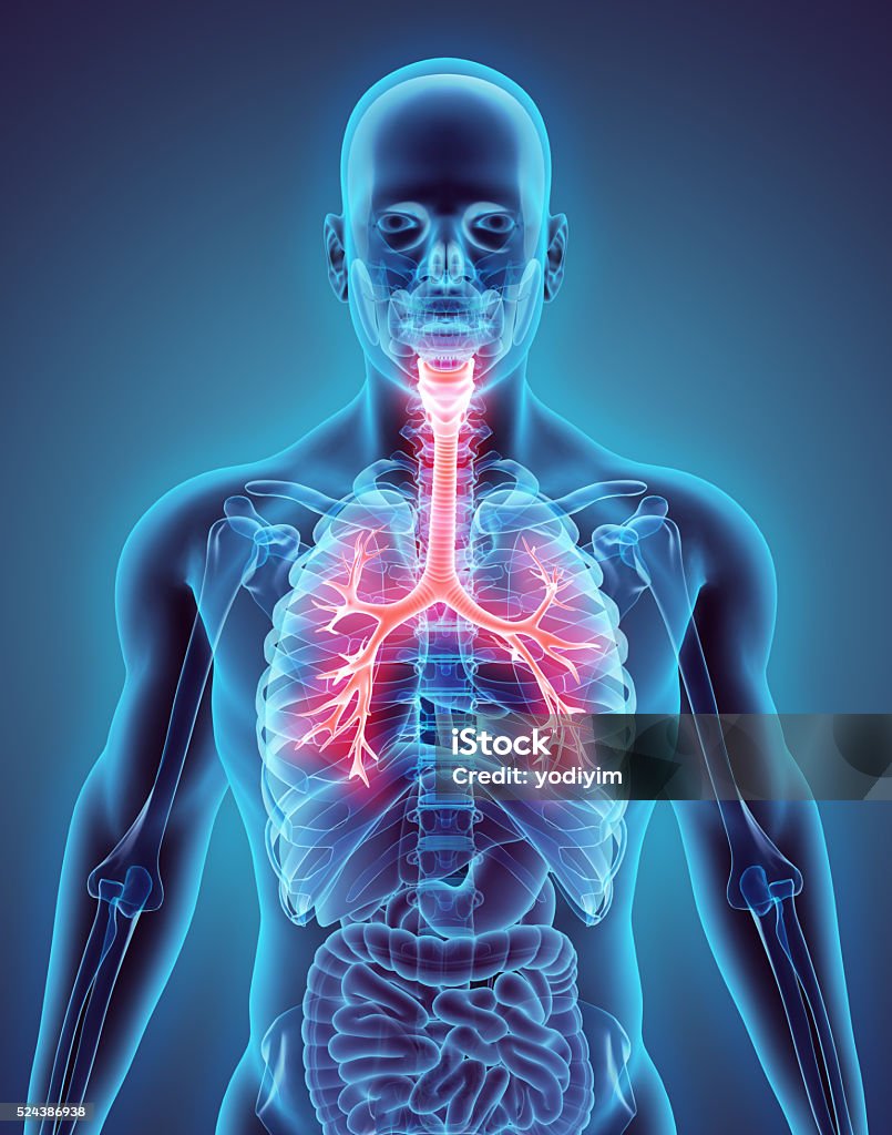 3 D ilustración de la laringe tráquea bronquio. - Foto de stock de Tridimensional libre de derechos