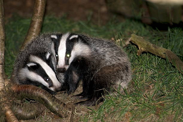 istock Young Badgers play in the forest 524387218