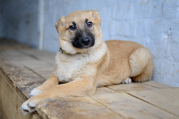 homeless puppy in shelter stock photo