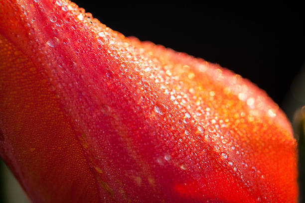 Rain-soaked tulips