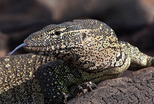 istock Water Monitor - Botswana 524387598