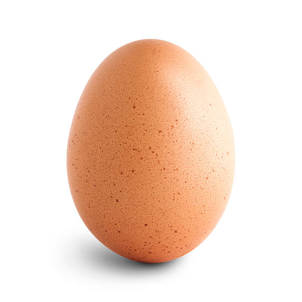 Single brown chicken egg stock photo