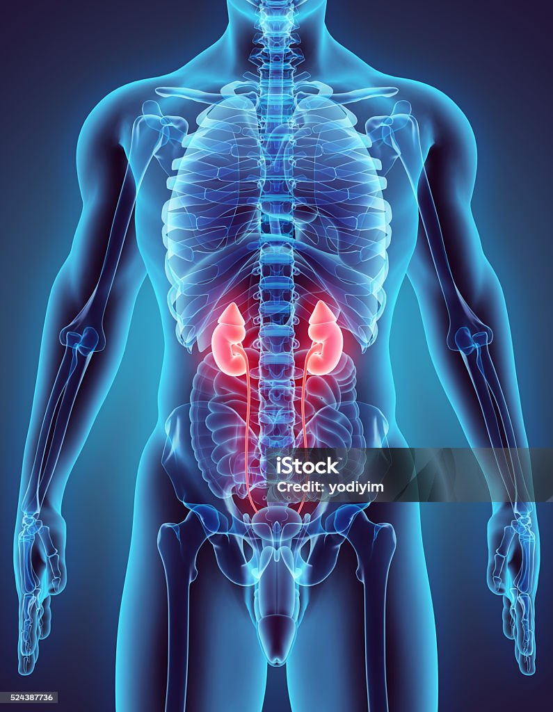 3D illustration of Urinary System. 3D illustration of Urinary System - Medical concept. Suprarenal Gland Stock Photo
