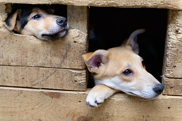 istock homeless puppy in doghouse 524387824