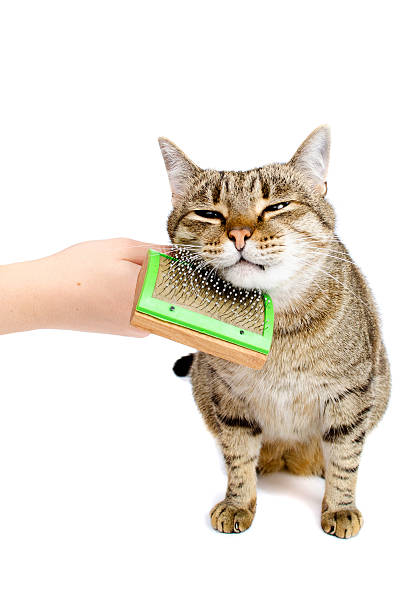 istock Hand combing adult cat comb 524388298