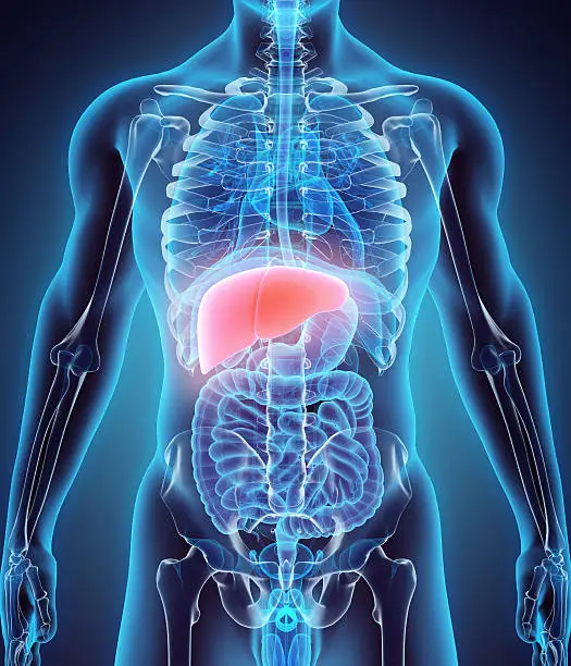 3D illustration of Liver - Part of Digestive System.