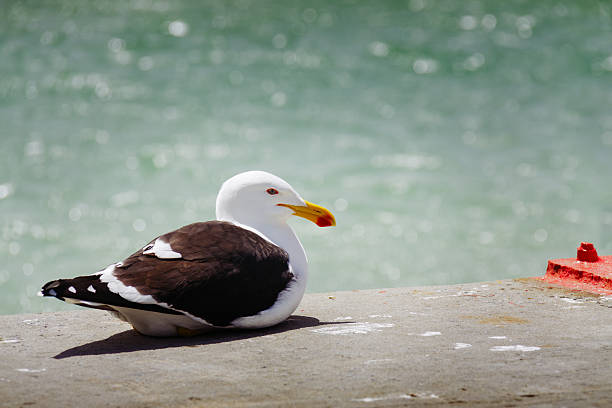 Kelp Gull (Larus dominicanus) Gull resting in a harbor, Cape. kelp gull stock pictures, royalty-free photos & images