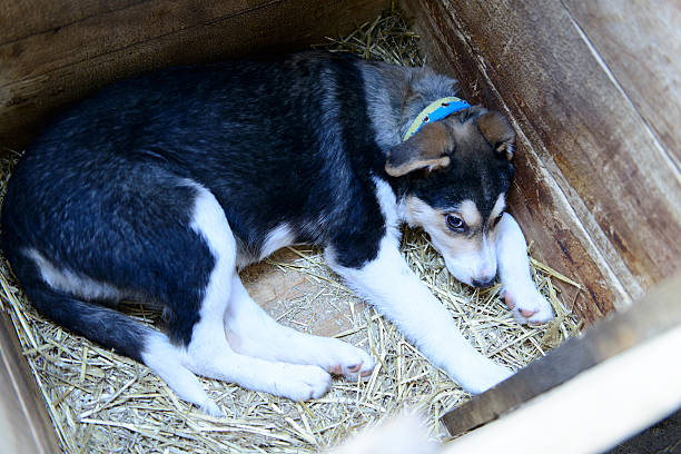 istock homeless puppy in doghouse 524389146