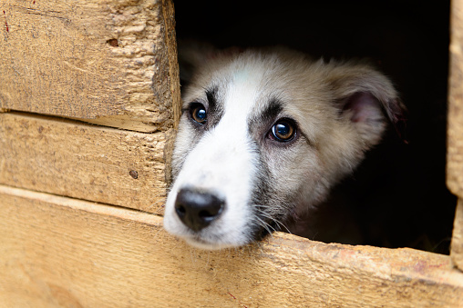 homeless puppy in a shelter for dogs