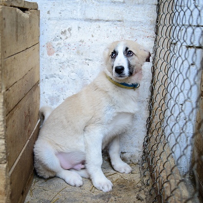homeless puppy in a shelter for dogs