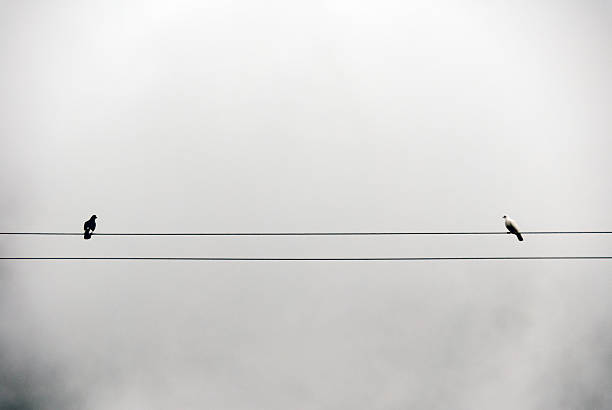 istock Pigeons in the fog 524389728
