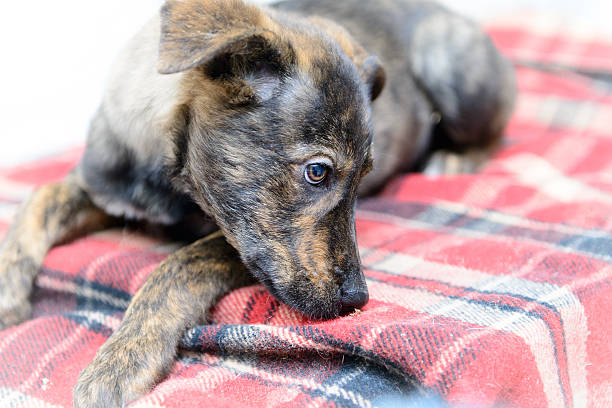 homeless puppy in shelter stock photo