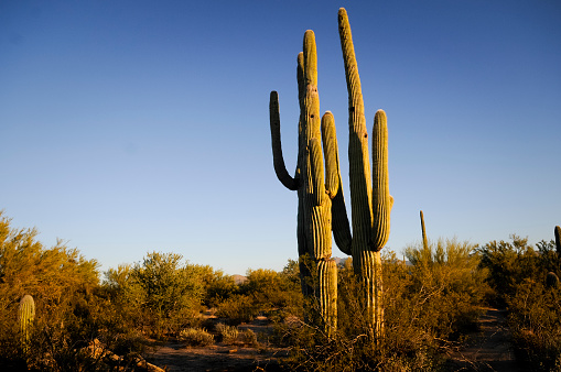 Saguaro Cactus with Colorful Sky - Stock Image