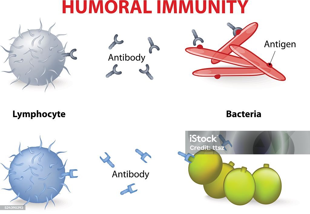 Humoral Immunity Table Humoral Immunity Stock Illustration - Download Image Now - Antibody ...
