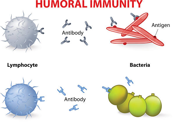 humoral immunity. humoral immunity. Lymphocyte, antibody and antigen. Vector diagram phagocytosis diagram stock illustrations